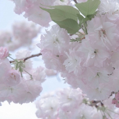 都江堰福瑞交流群